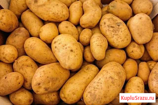 Картофель гала Арзамас - изображение 1
