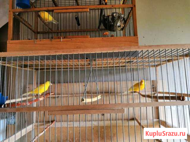 Канарейки Реж - изображение 1