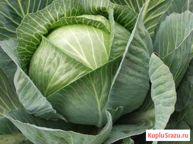 Капуста Киселевск - изображение 1