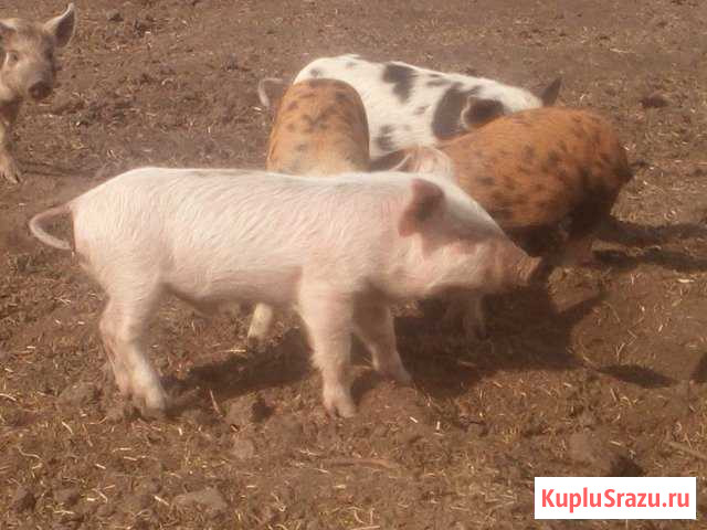 Продам Поросят обмен Чебаркуль - изображение 1
