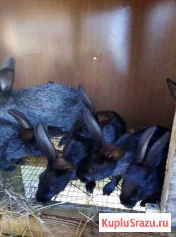 Кролики Полтавское Серебро Мга - изображение 1