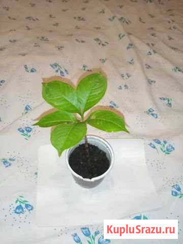 Женьшень Новокузнецк - изображение 1