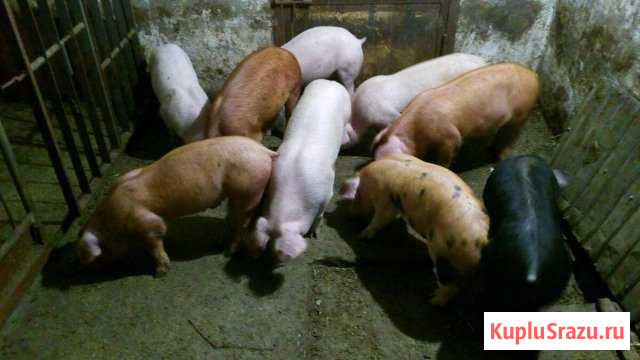 Длинные поросята Медынь - изображение 1