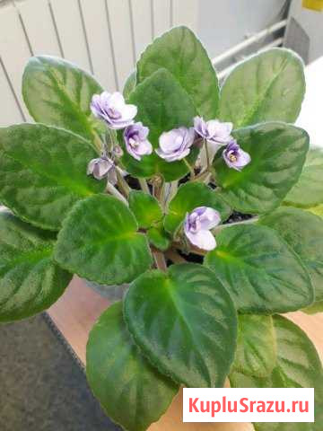 Фиалка Железнодорожный - изображение 1