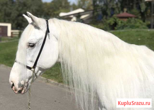Продаётся лошадь Лыткарино - изображение 1