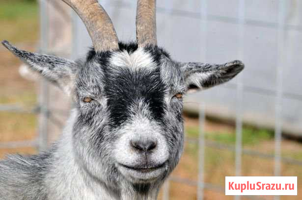 Продаётся козёл Ракитное - изображение 1
