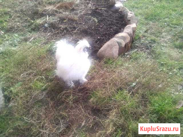 Продам петуха Златоуст - изображение 1