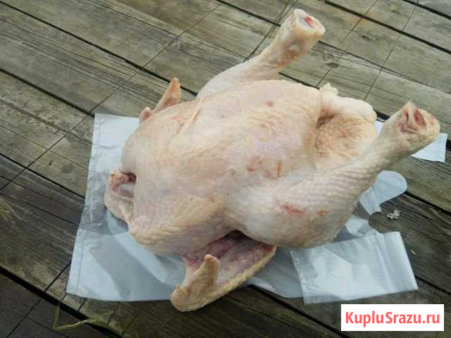 Кура-бройлер Совхозный - изображение 1