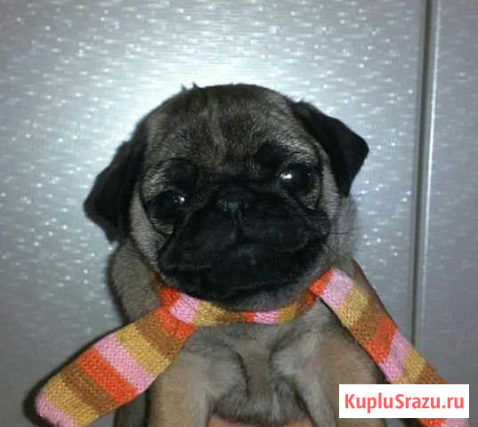 Мопс Оренбург - изображение 1