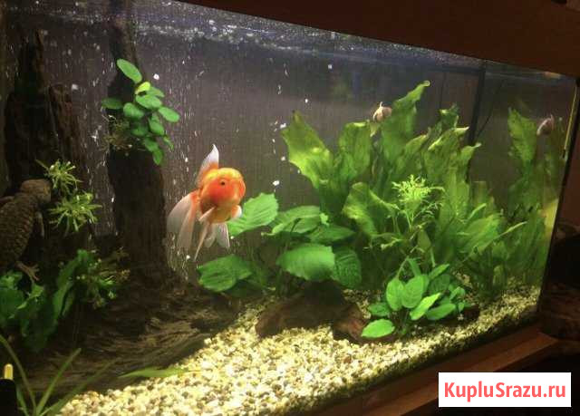 Коряга для аквариума Красногорск - изображение 1