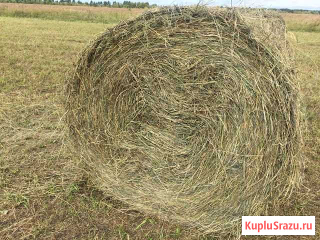Сено в больших рулонах Стрелецкое - изображение 1