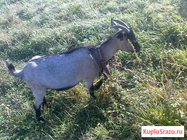 Коза,козлята, козёл Октябрьск - изображение 1