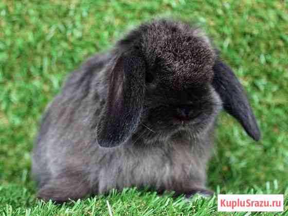 Карликовые кролики породы Mini Lop Москва