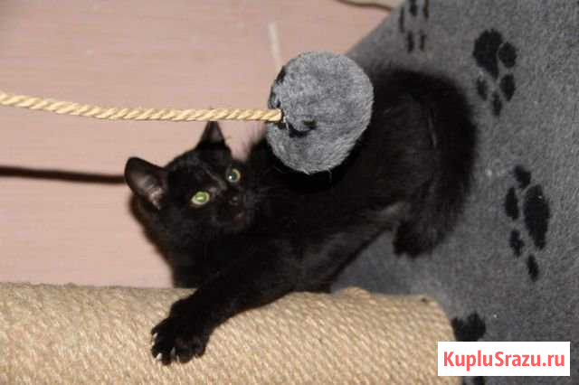 Котенок в добрые руки Братск - изображение 1