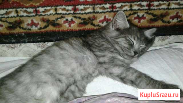 Дымчатый котик Арзамас - изображение 1