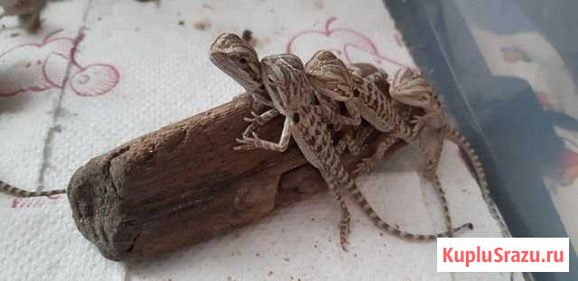 Продам оптом малышей бородатой агамы Куйбышево - изображение 1