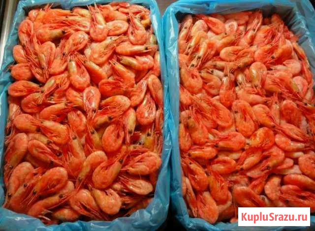 Креветки Северные Подольск - изображение 1