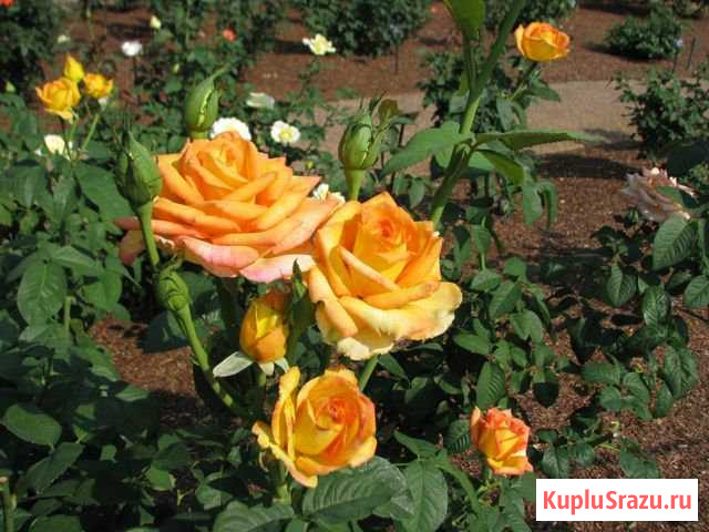 Продам саженцы роз Лиски - изображение 1