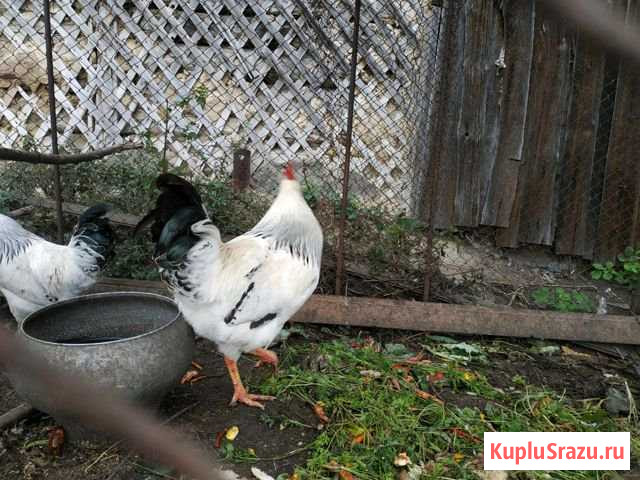 Петухи Копейск - изображение 1
