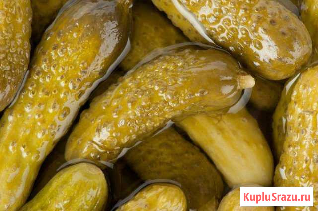 Огурцы бочковые Рыбное - изображение 1