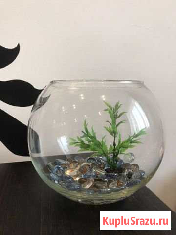 Аквариум Кемерово - изображение 1