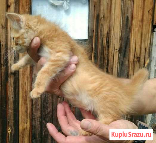 Котёнок, девочка Раменское - изображение 1