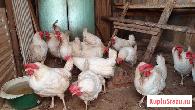 Куры Братск - изображение 1