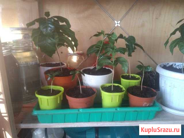 Кофе арабика (кофейное дерево) Нижний Новгород - изображение 1