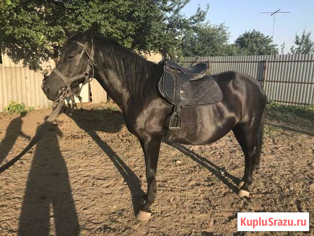 Кобыла Кропоткин - изображение 1