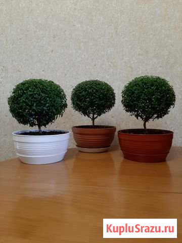 Мирт Ангарск - изображение 1