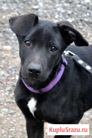 Вегас ищет семью Бронницы - изображение 1