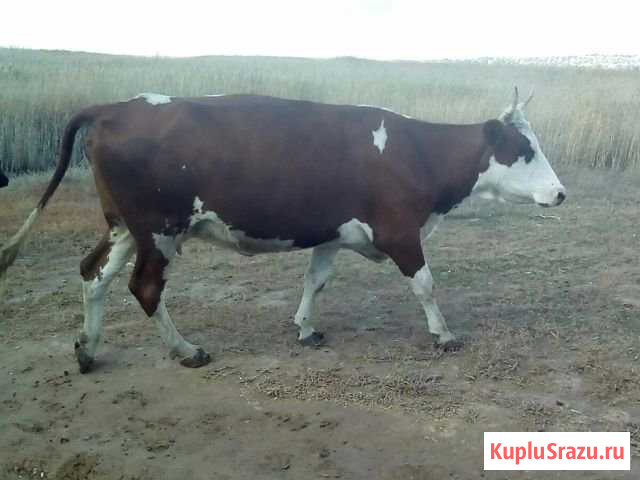 Коровы Береславка - изображение 1