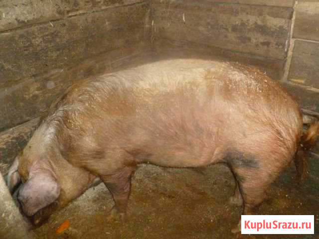 Продам поросят Асбест - изображение 1
