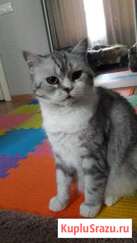 Пристраивается британская кошка Сосновый Бор - изображение 1