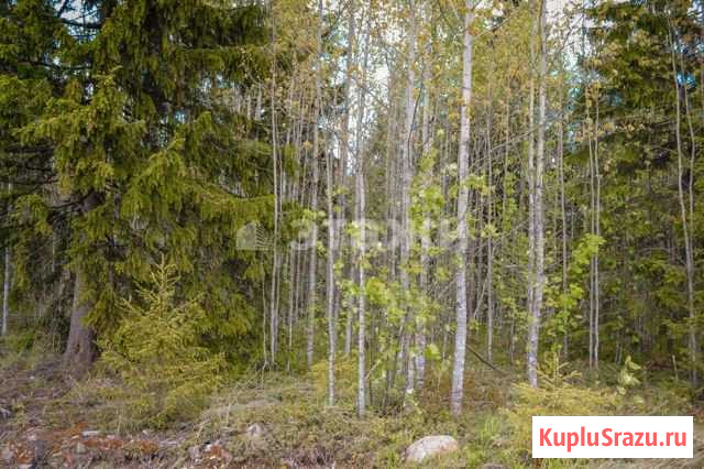  Петрозаводск - изображение 1