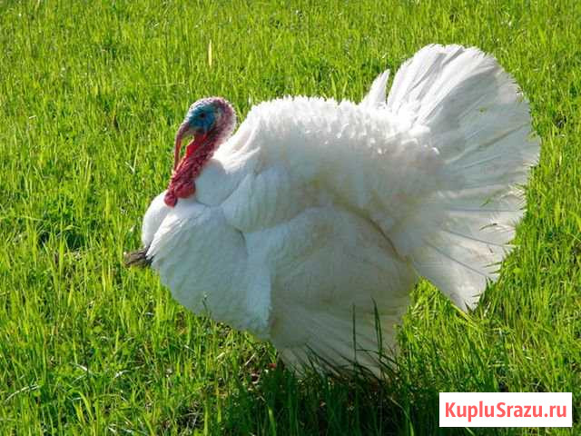Индейки Крыловская - изображение 1