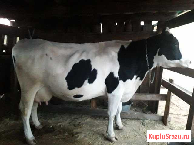Корова Братск - изображение 1
