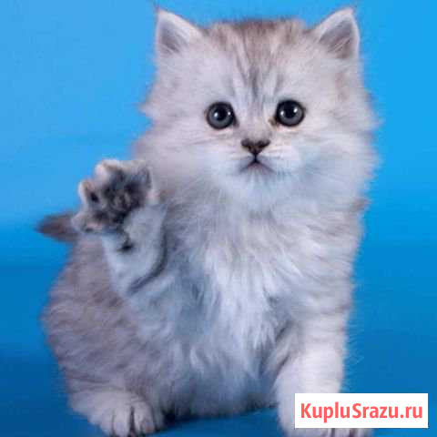 Шотландские котята Дубна - изображение 1