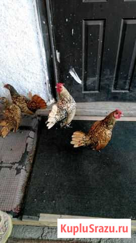 Сибрайты,мильфлеры Воронеж - изображение 1