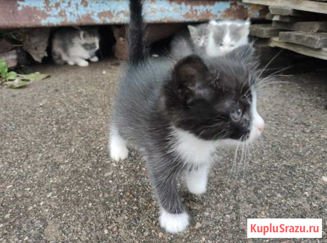 Отдадим бесплатно котят Фрязино - изображение 1