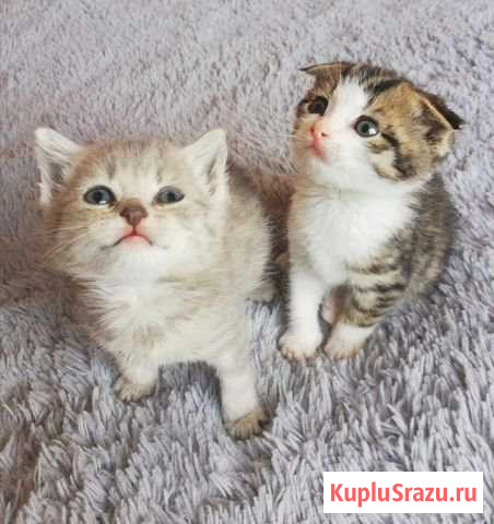 Котята в добрые руки Власиха - изображение 1