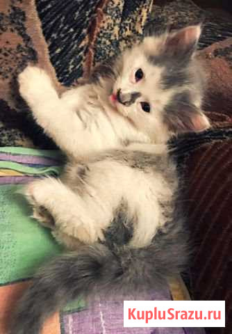 Котята Каменск-Уральский - изображение 1