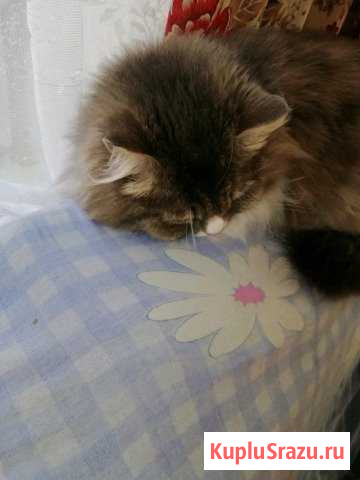 Кошечка Балашиха - изображение 1