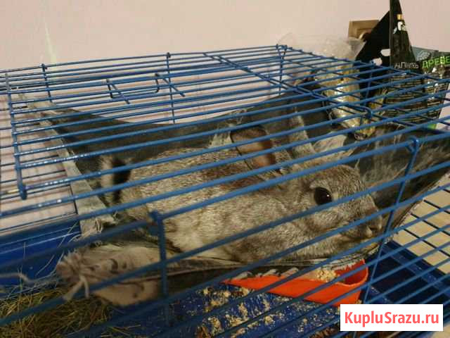 Декоративный кролик Иркутск - изображение 1