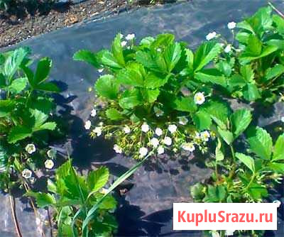 Клубника Клери Нальчик - изображение 1