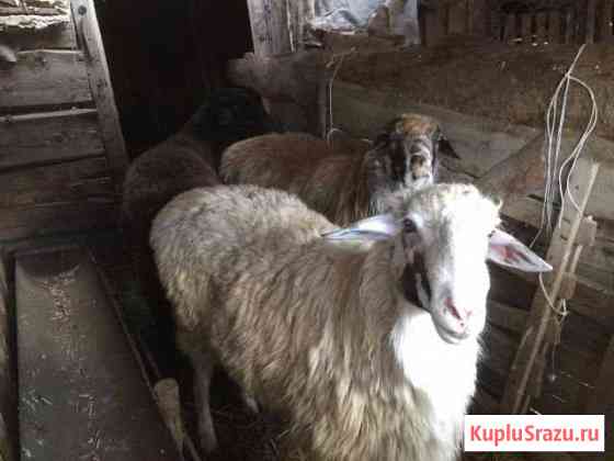 Продам овец Фролово
