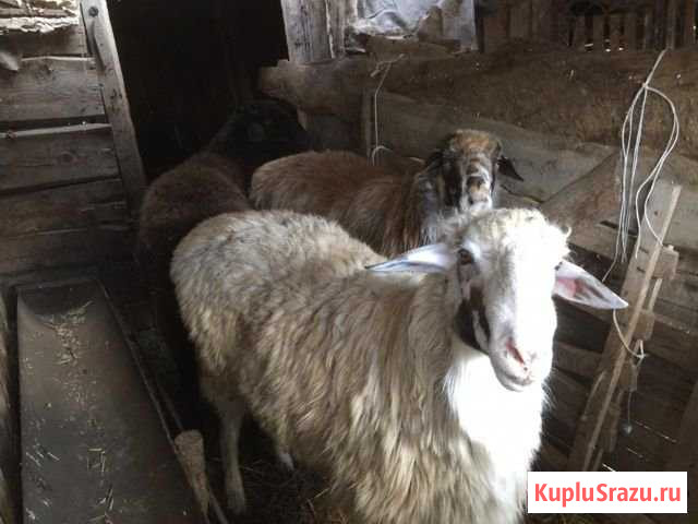 Продам овец Фролово - изображение 1