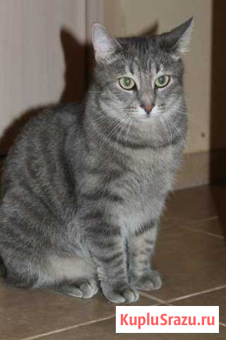 Кошка Сонечка в дар Подольск - изображение 1