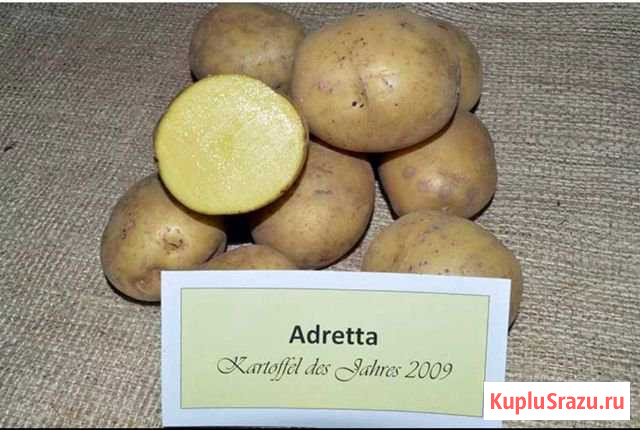 Картофель Братск - изображение 1