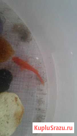 Отдам даром рыбок. Меченосцы 3шт и одна маленькая Домодедово - изображение 1